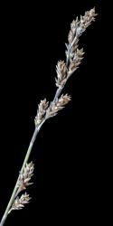 Image: Kerry Ford © Landcare Research 2015 